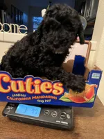 Lola, a female Poodle - Miniature  for sale in Roseville, CA – Photo 2 of 4