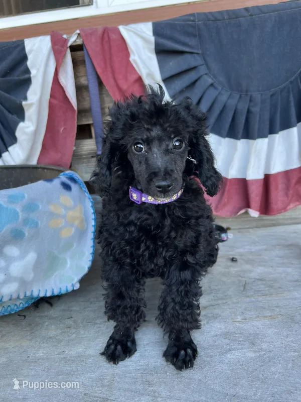 Lola – Poodle - Miniature  puppy for sale in Roseville, CA
