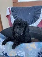 Minnie , a female Poodle - Miniature  for sale in Roseville, CA – 3 of 5