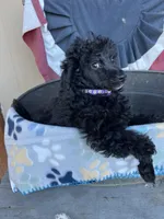 Minnie , a female Poodle - Miniature  for sale in Roseville, CA – 4 of 5