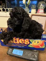 Lola, a female Poodle - Miniature  for sale in Roseville, CA – Photo 4 of 4