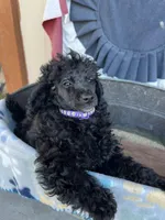 Minnie , a female Poodle - Miniature  for sale in Roseville, CA – 2 of 5