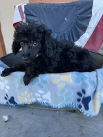 Minnie , a female Poodle - Miniature  for sale in Roseville, CA – 5 of 5