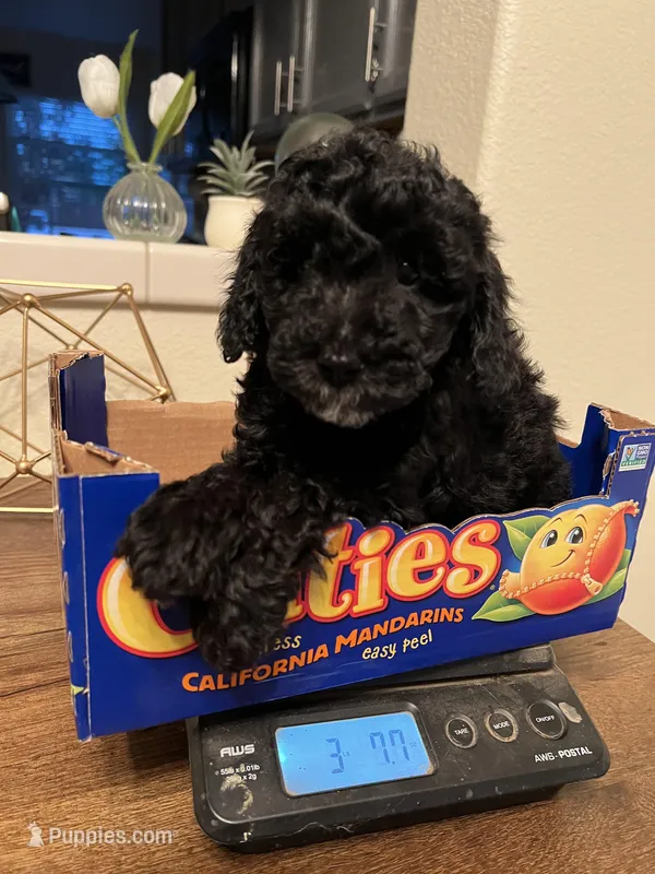 Lola – Poodle - Miniature  puppy for sale in Roseville, CA