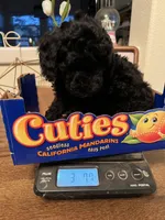 Lola, a female Poodle - Miniature  for sale in Roseville, CA – Photo 3 of 4