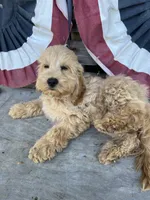 Nugget, a male Cockapoo for sale in Roseville, CA – 2 of 8