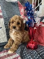 Watson , a male Cockapoo for sale in Roseville, CA – 3 of 7