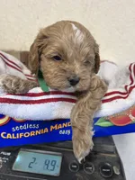 Watson green, a male Cockapoo for sale in Roseville, CA – 2 of 5