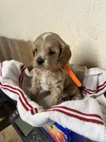 Crackers, a male Cockapoo for sale in Roseville, CA – 5 of 5