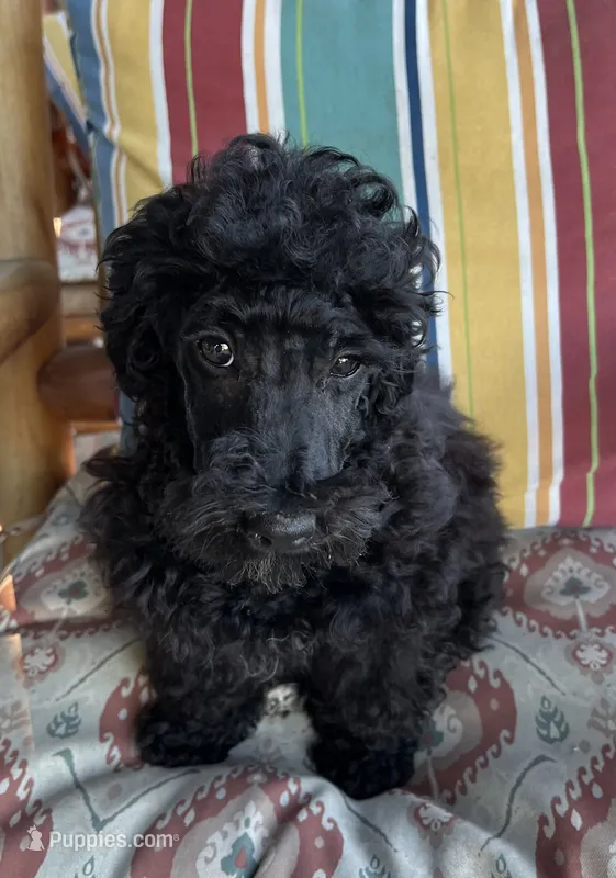 Scottie – Poodle - Miniature  puppy for sale in Roseville, CA