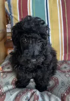 Scottie, a male Poodle - Miniature  for sale in Roseville, CA – 2 of 5