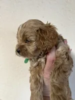 Watson green, a male Cockapoo for sale in Roseville, CA – 4 of 5