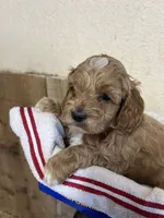Blue boy, a male Cockapoo for sale in Roseville, CA – 2 of 4