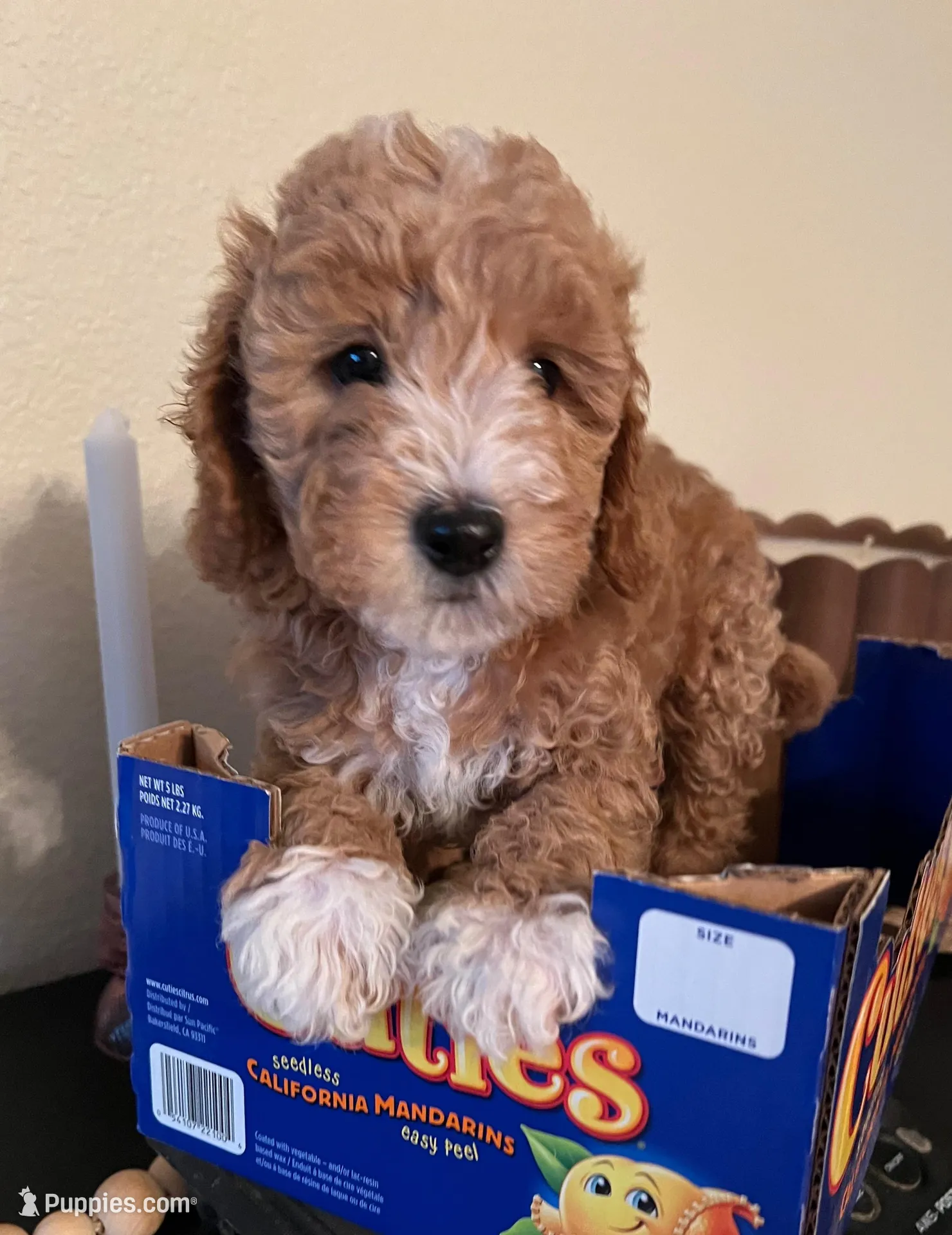 Ruby, a female Poodle - Miniature  for sale in Roseville, CA – Photo 1 of 5