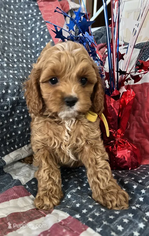 Waffles – Cockapoo puppy for sale in Roseville, CA