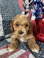 Teddy bear, a male Cockapoo for sale in Roseville, CA – 3 of 7