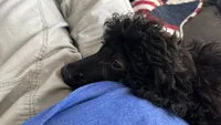 Scottie, a male Poodle - Miniature  for sale in Roseville, CA – 4 of 5