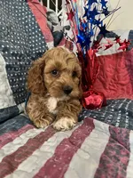 Watson , a male Cockapoo for sale in Roseville, CA – 5 of 7