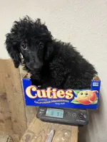Scottie, a male Poodle - Miniature  for sale in Roseville, CA – 5 of 5