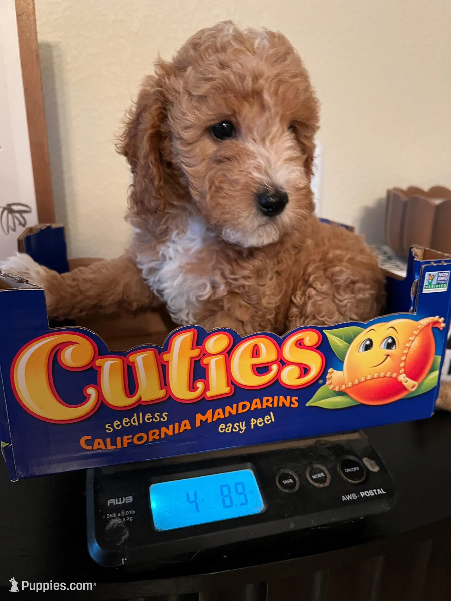 Ruby, a female Poodle - Miniature  for sale in Roseville, CA – Photo 4 of 5