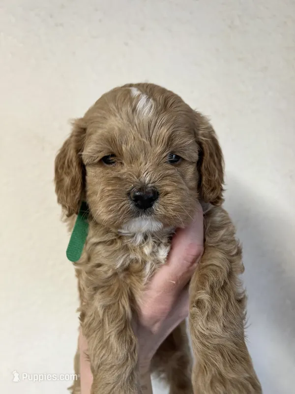 Watson green – Cockapoo puppy for sale in Roseville, CA