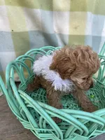 Daisy, a female Cockapoo for sale in Roseville, CA – Photo 4 of 5