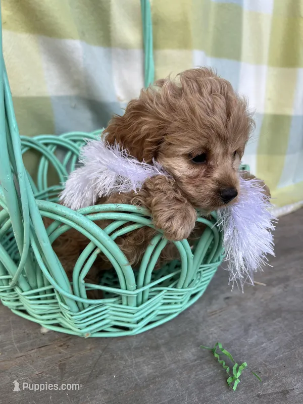 Daisy – Cockapoo puppy for sale in Roseville, CA