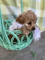Daisy, a female Cockapoo for sale in Roseville, CA – Photo 1 of 5