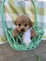 Daisy, a female Cockapoo for sale in Roseville, CA – Photo 3 of 5