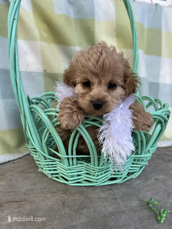 Daisy – Cockapoo puppy for sale in Roseville, CA
