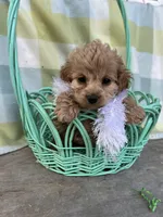 Daisy, a female Cockapoo for sale in Roseville, CA – Photo 2 of 5