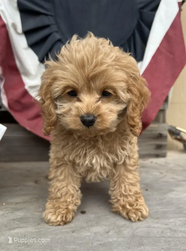 Daisy – Cockapoo puppy for sale in Roseville, CA