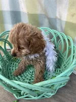 Daisy, a female Cockapoo for sale in Roseville, CA – Photo 5 of 5