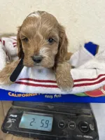 Black boy, a male Cockapoo for sale in Roseville, CA – 5 of 5