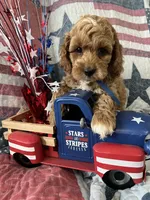 Watson , a male Cockapoo for sale in Roseville, CA – 2 of 7