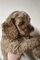 Waffles, a male Cockapoo for sale in Roseville, CA – 3 of 5