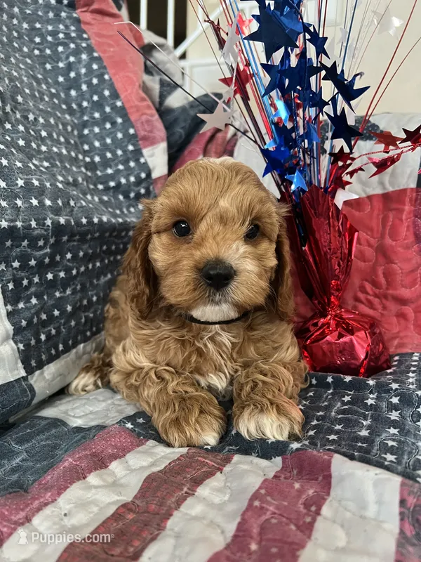 Teddy bear – Cockapoo puppy for sale in Roseville, CA