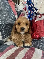 Teddy bear, a male Cockapoo for sale in Roseville, CA – 1 of 7