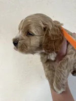Crackers, a male Cockapoo for sale in Roseville, CA – 4 of 5