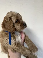 Blue boy, a male Cockapoo for sale in Roseville, CA – 3 of 4