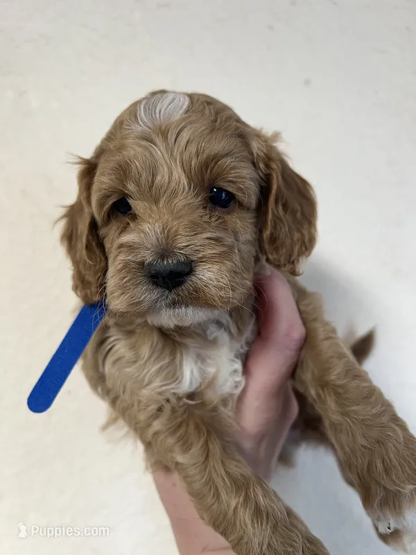 Blue boy – Cockapoo puppy for sale in Roseville, CA