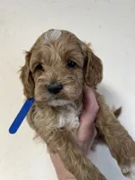 Blue boy, a male Cockapoo for sale in Roseville, CA – 1 of 4