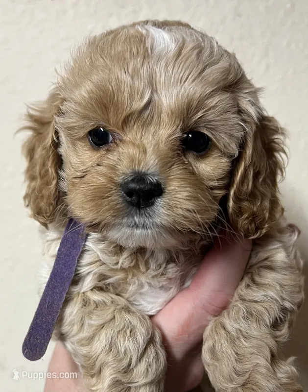 Lavender  – Cockapoo puppy for sale in Roseville, CA