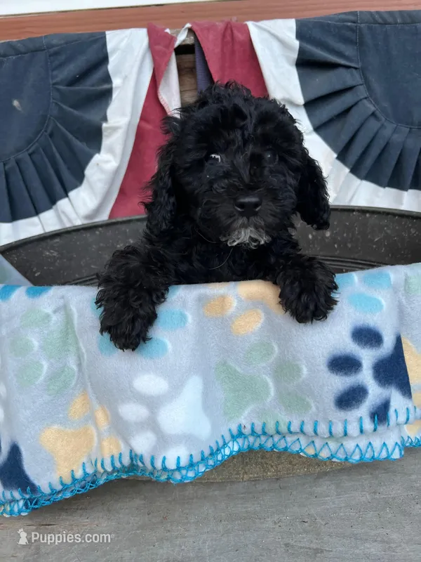 Lola – Poodle - Miniature  puppy for sale in Roseville, CA