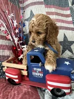 Watson , a male Cockapoo for sale in Roseville, CA – 4 of 7