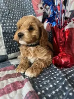 Teddy bear, a male Cockapoo for sale in Roseville, CA – 5 of 7