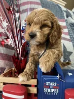 Teddy bear, a male Cockapoo for sale in Roseville, CA – 7 of 7