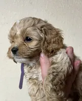 Lavender , a female Cockapoo for sale in Roseville, CA – 4 of 5