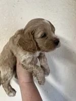 Crackers, a male Cockapoo for sale in Roseville, CA – 3 of 5