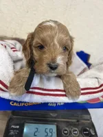 Black boy, a male Cockapoo for sale in Roseville, CA – 2 of 5